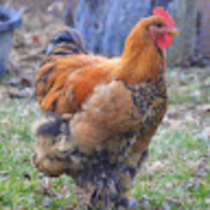 Meet your Posher, Joyce a